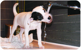 Parson Russell Terrier - Steniatko4